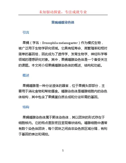 果蝇唾腺染色体