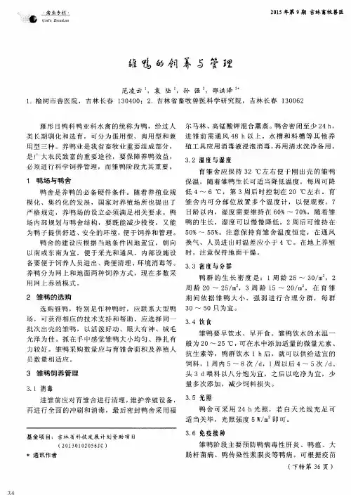雏鸭的饲养与管理