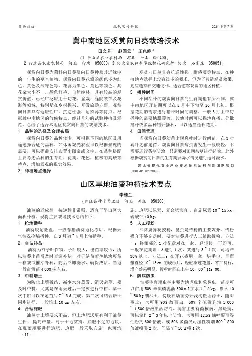 冀中南地区观赏向日葵栽培技术