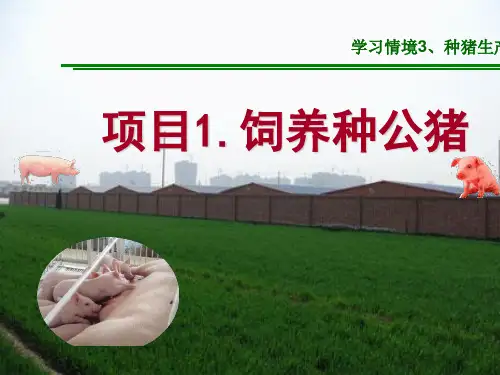 饲养种公猪课件(共21张PPT)《猪生产》