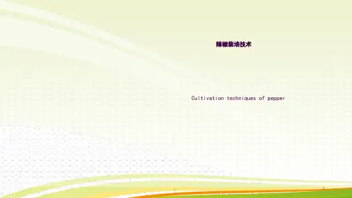 辣椒种植技术ppt课件