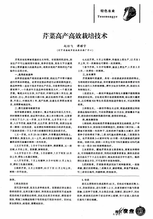 芹菜高产高效栽培技术