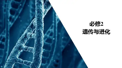 2021新高考生物选择性考试B方案一轮复习课件：第7单元 第23讲 第一课时 染色体变异