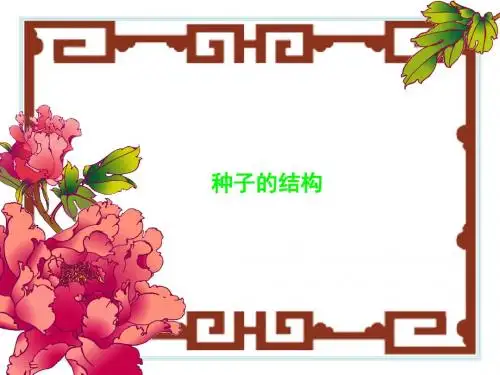 九年级生物种子的结构1