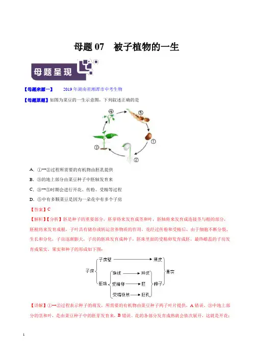 《中考真题》专题07 被子植物的一生-2019年中考生物母题题源系列(解析版)