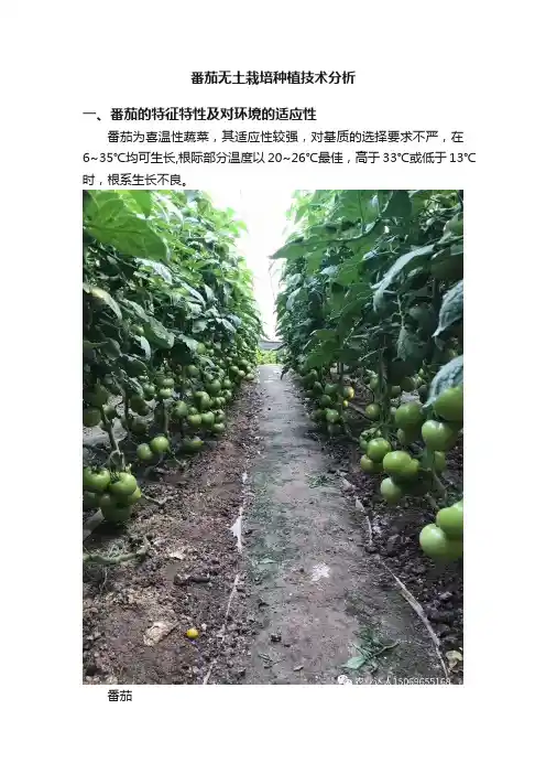 番茄无土栽培种植技术分析
