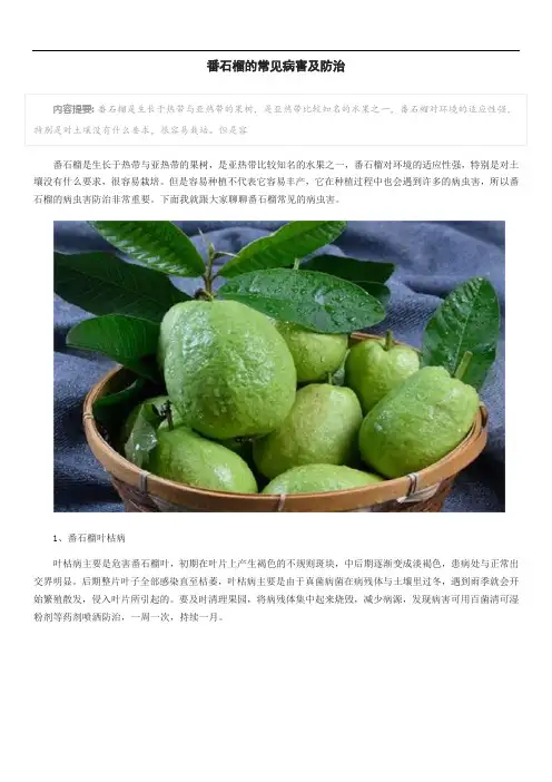 番石榴的常见病害及防治