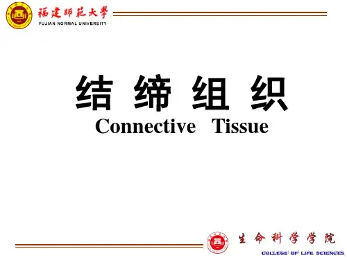 组织胚胎学结缔组织1