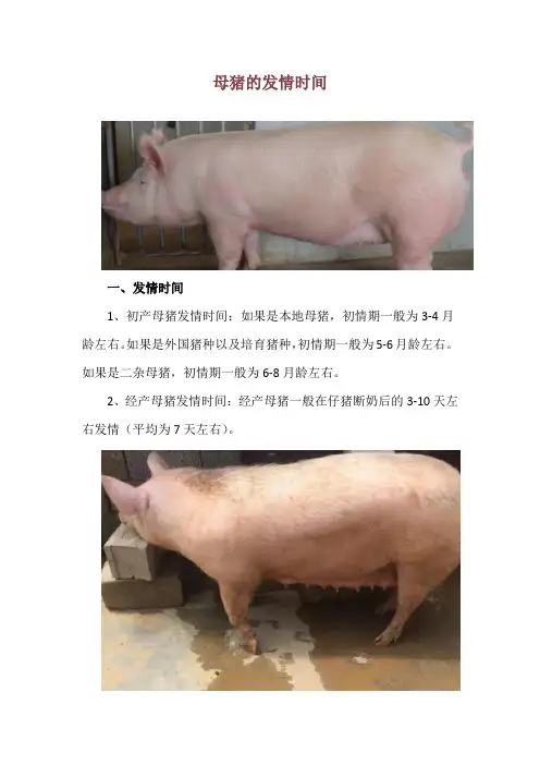 母猪的发情时间