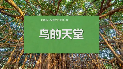 部编版五年级语文上册《鸟的天堂》PPT教学课件
