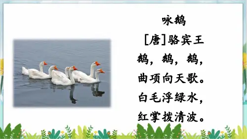部编版四年级下册第四单元《15 白鹅》PPT优质课件