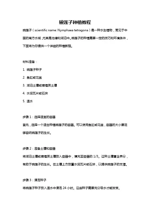 碗莲子种植教程