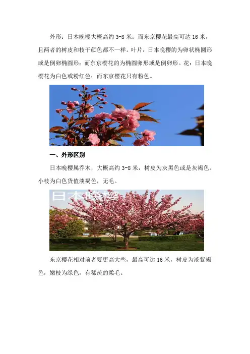 日本晚樱和东京樱花的区别