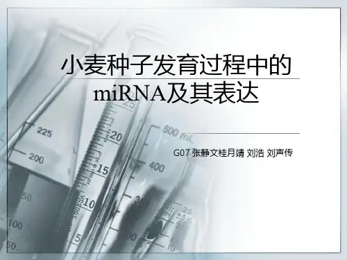 小麦种子发育过程中的miRNA及其表达-abc