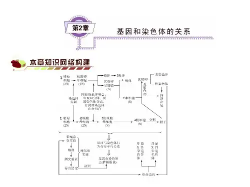 高考生物一轮复习课件 必修2 第2章 基因和染色体有关系(基础知识整理 重难点聚集)