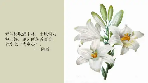 百合