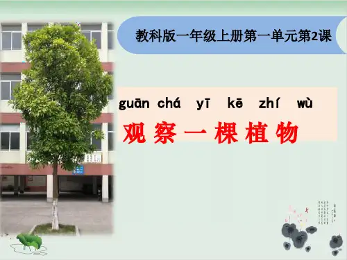 一年级上册科学课件观察一棵植物 教科版