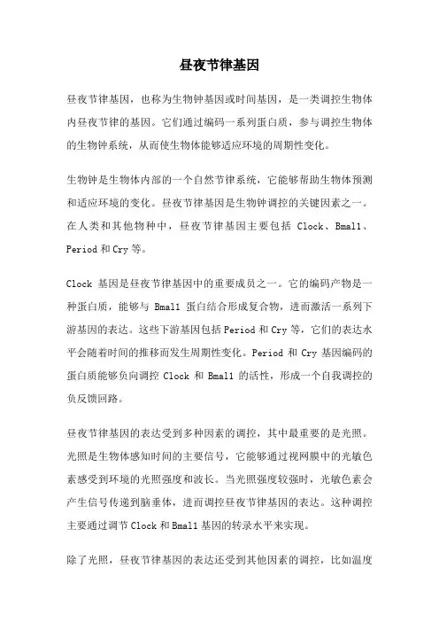 昼夜节律基因
