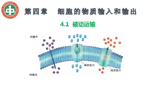 4.1 被动运输 课件【新教材】人教版(2019)高中生物必修一(共33张PPT)