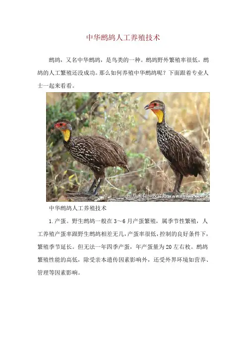 中华鹧鸪人工养殖技术