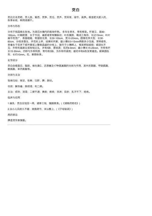 茭白——精选推荐