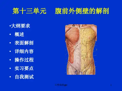 腹壁的解剖