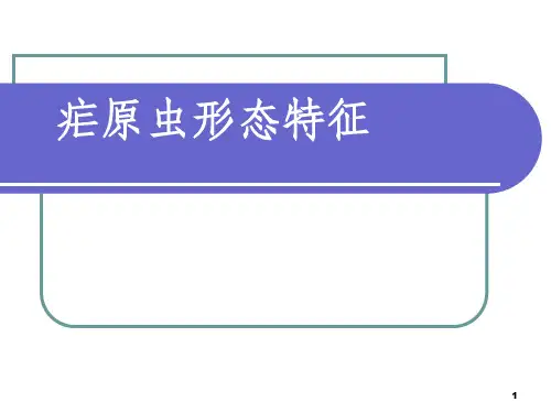 疟原虫形态特征(含图)