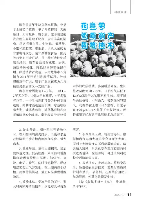 花魔芋优质高产栽培技术