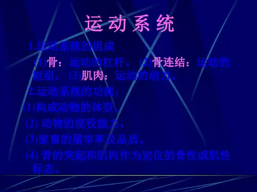 解剖学部分运动系统