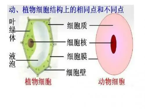 人教版高中生物选修3《2.1植物细胞工程》(80张ppt) (共80张PPT)