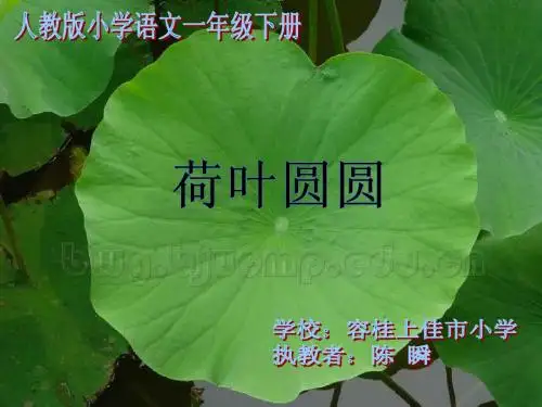 14. 荷叶圆圆