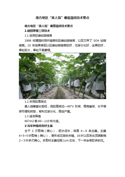 南方地区“美人指”葡萄栽培技术要点
