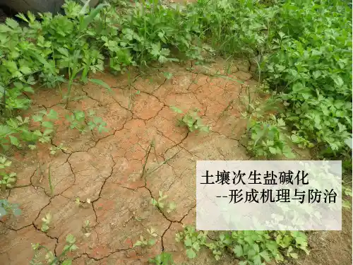 土壤次生盐碱化的形成机理与防治
