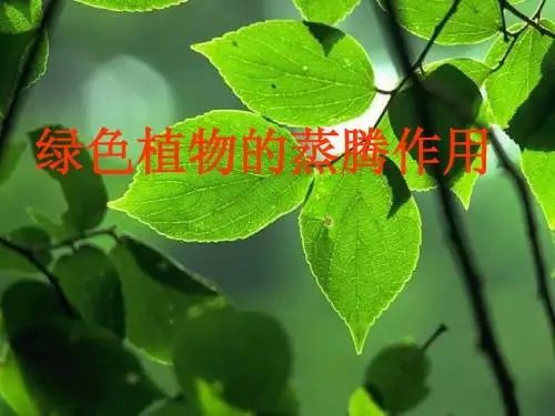 绿色植物的蒸腾作用