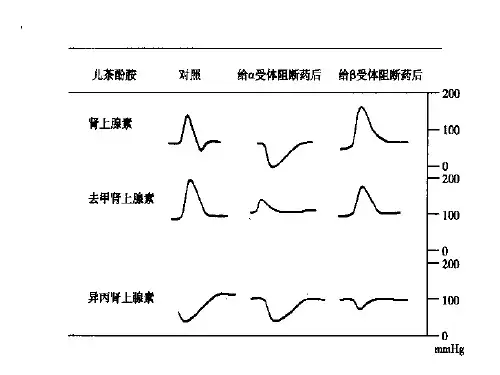 第11 抗肾上腺素药_PPT幻灯片