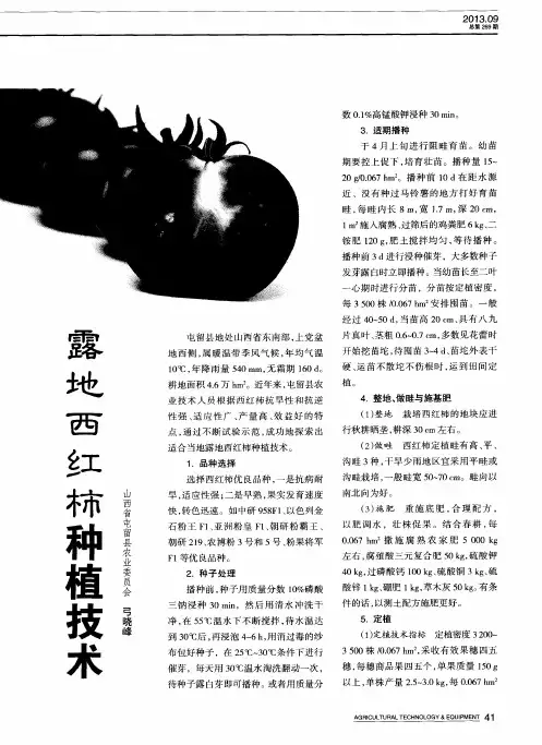 露地西红柿种植技术 2
