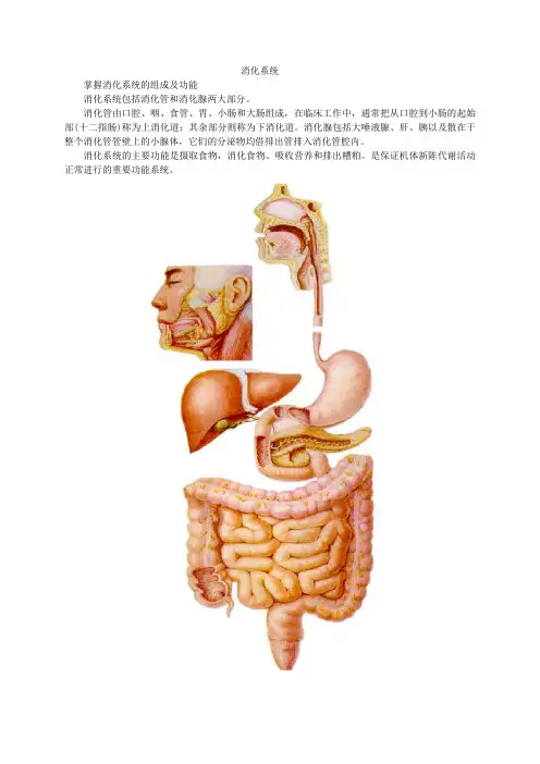 消化系统