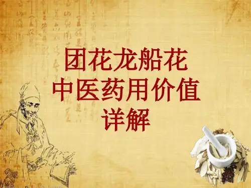 中药学_团花龙船花_药材详解课件模板