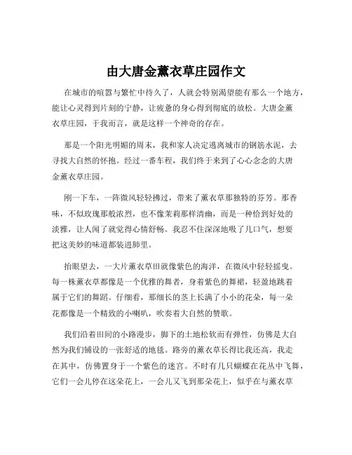 由大唐金薰衣草庄园作文