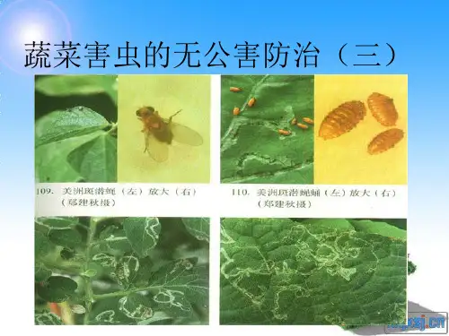斑潜蝇