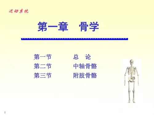 骨骼系统解剖学