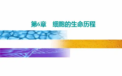 新教材生物《细胞的衰老和死亡》ppt完美版1