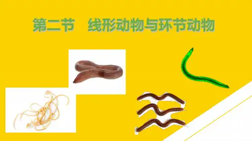 人教版生物八级上册第五单元 第一章 第二节 线形动物和环节动物课件优秀PTT