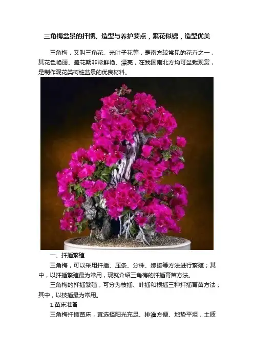 三角梅盆景的扦插、造型与养护要点，繁花似锦，造型优美