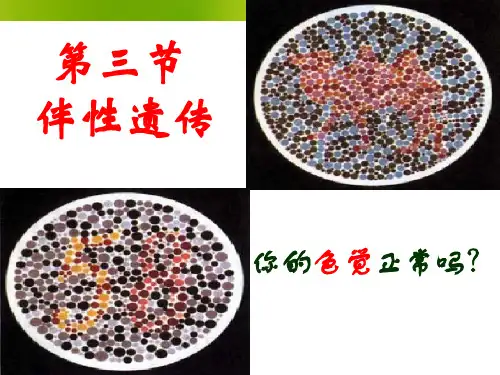 高中生物必修二：第二章第三节伴性遗传 课件(共51张PPT)