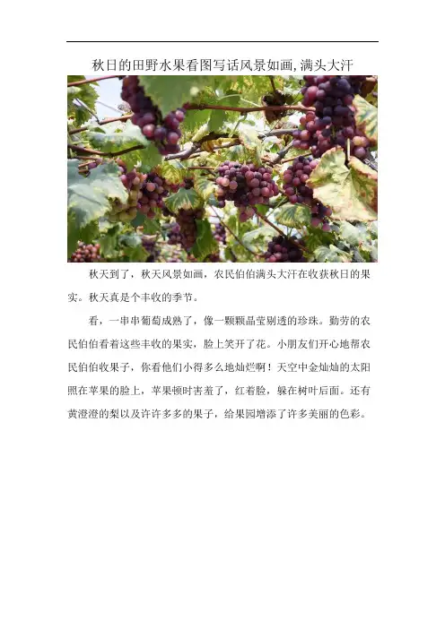 秋日的田野水果看图写话风景如画,满头大汗