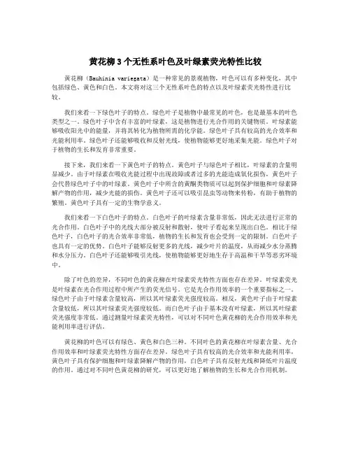 黄花柳3个无性系叶色及叶绿素荧光特性比较