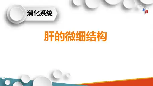 消化系统—肝(正常人体结构课件)