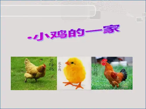 《小鸡的一家》PPT  图文