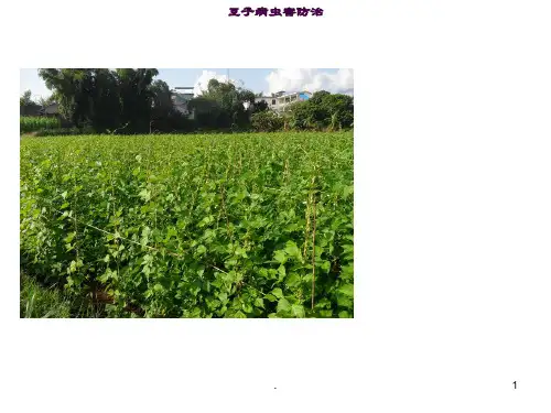 豆类病虫害简介ppt课件